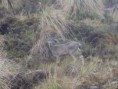 /album/fotogaleria/fauna-juninense-jpg/